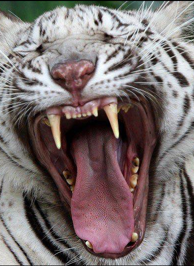 white tiger tantra free download